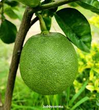 Batabi Lebu Tree