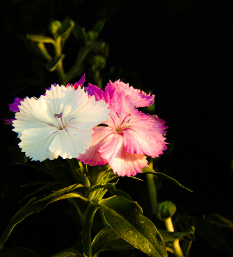China Pink William Flower