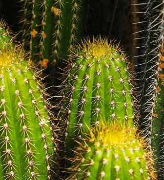 Golden Torch Cactus