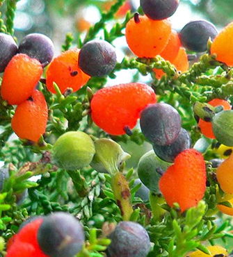 Jasmine/Murraya Fruit