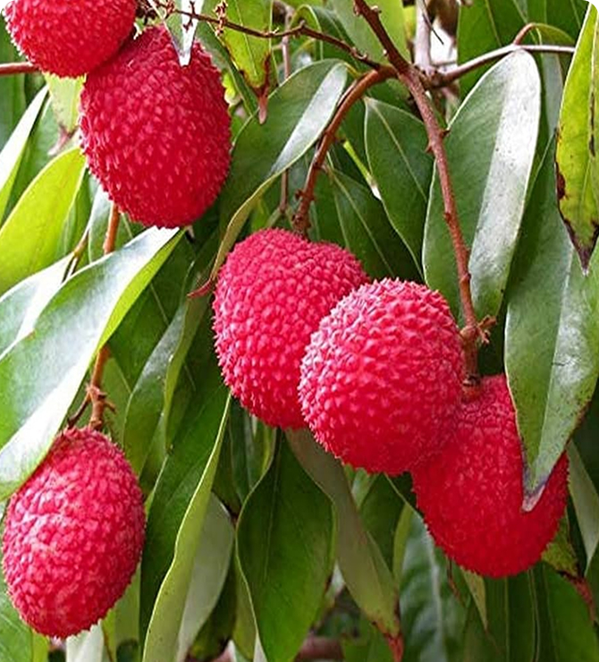 Litchi Tree