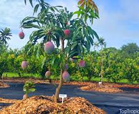 Mango Tree